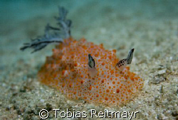 Nudibranch (which species is it?) moving over the sand, M... by Tobias Reitmayr 